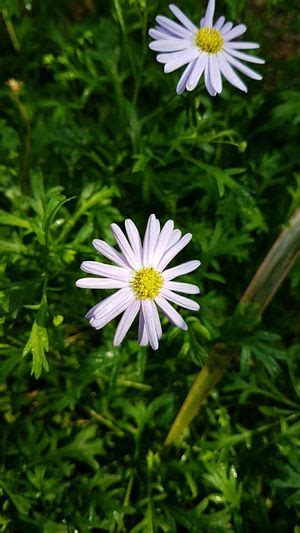 雛菊屬|雛菊 (護理, 特徵, 花, 圖片)